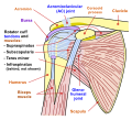 Schéma de l'articulation de l'épaule (vue antérieure).