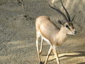 Gazella leptoceros (mascle)