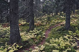 Svartdalstjerna Lakes Primeval Forest Nature Reserve of the Totenaasen Hills in Norway 80.jpg