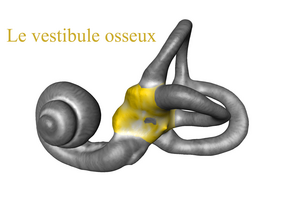 Vestibule osseux[3]