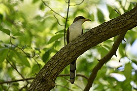 Yellow-billed cuckoo patuxent research refuge 5.20.18 DSC 0362.jpg