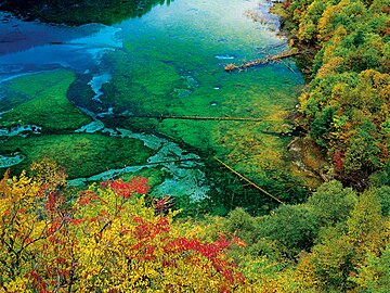 Five Flower Lake