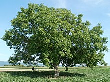 20110802Walnussbaum Plankstadt2.jpg