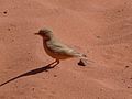 A. d. annae in Wadi Rum, Jordan