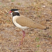 Black-headed lapwing (Vanellus tectus tectus)