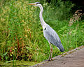 Perdigiurni çenen Ardea cinerea