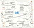 Mind map showing branches of brachial plexus