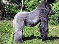 El gorila es el mayor primate y uno de los más seriamente amenazados en el planeta.