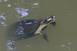 Cochin black turtle (Melanochelys trijuga coronata).jpg