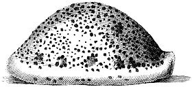 Uma ilustração da concha de C. pantherina, em vista lateral, proveniente da obra Testarum Conchyliorum (1742), de Niccolò Gualtieri.