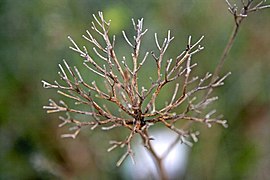 Dry Flower (2183305623).jpg