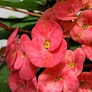 Euphorbia milii (Family Euphorbiaceae) - Flowers I.jpg