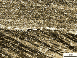 Sezione di fillade vista a nicol incrociati