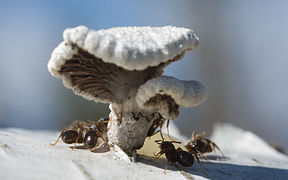 Les fourmis (ici Formica polyctena) et d'autres espèces d'insectes mycophages sont attirées par ce champignon.