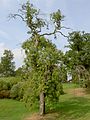 Weeping ash Fraxinus excelsior 'Pendula', Knightshayes Court, England