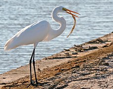 Ardea alba