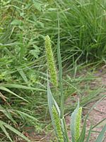 Groene naaldaar (Setaria viridis)