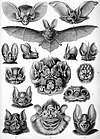 Flaggermus (Chiroptera)