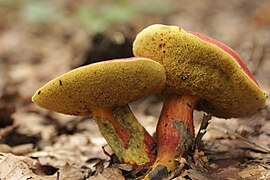 Hortiboletus rubellus - panoramio - Björn S. (11).jpg