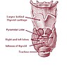 Location of the thyroid gland in the neck