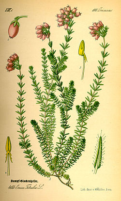 Erica tetralix