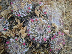 Diversas especies de cactáceas habitan en Aguascalientes. En imagen, Mammillaria petterssonii.