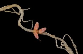 Medicago italica nodules.