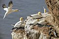 Morus bassanus, Northern Gannet