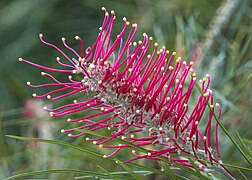 Mount Mee Red Grevilea-2= (35114186384).jpg