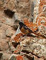 Male; Ladakh, India