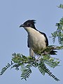 * Nomination Pied Cuckoo (Clamator jacobinus) perched in bush, front view, Buckingham Canal, Chennai --Tagooty 07:15, 25 January 2022 (UTC) * Promotion  Support Good quality.--Horst J. Meuter 08:47, 25 January 2022 (UTC)