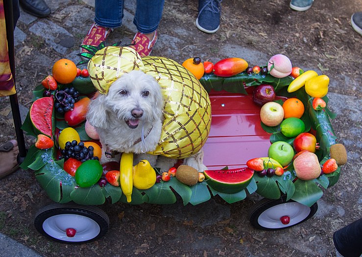 Pineapple dog at the Tompkins Square Dog Run Halloween Parade in 2017