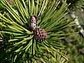 Pinus contorta