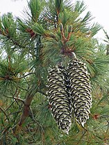 Foliage and cones