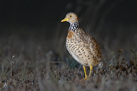 Plains-wanderer, by JJ Harrison