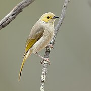 Ptilotula penicillata - Glen Davis