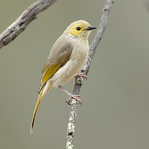 White-plumed honeyeater, by JJ Harrison