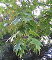 Leaves of the northern red oak