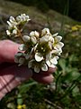 Saxifraga integrifolia