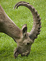 Asiatic ibex