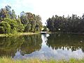 Sydney Park wetlands