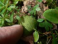 Viola sempervirens