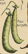 Adolphe Millot legume et plante potageres-pour tous pois serpette.jpg