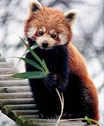 Ailurus fulgens (Ailuridae)