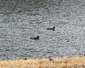 American Wigeon (Anas americana)