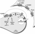 Präsynaptischer α2A-, α2B- oder α2C-Autorezeptor an einer Axonendigung mit Noradrenalin