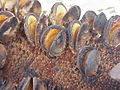 Primer plano de cono con los folículos abiertos de Banksia Sierra, (Banksia serrata), la especie tipo del género Banksia.