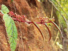 Begonia Vine 2.jpg