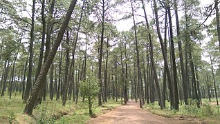 Bosque de Tepuente Nanacamilpa