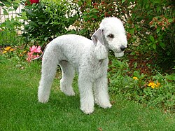 Bedlington teriér